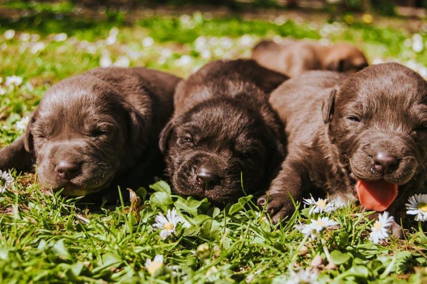 Hundeudstyr i topkvalitet